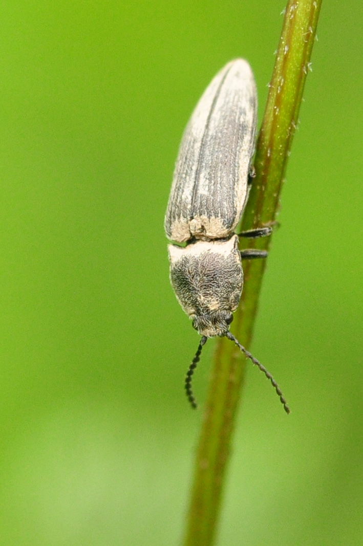 Strano Elateridae da ID - Cidnopus pilosus